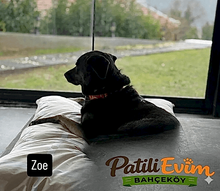 Köpek kreş Hizmetleri